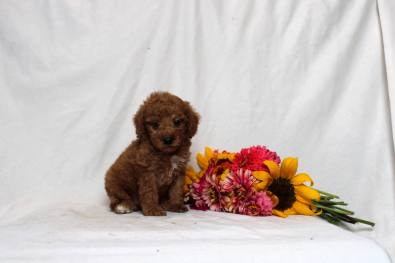 puppy, for, sale, Mini Goldendoodle F1BB, Matthew B. Stoltzfus, dog, breeder, Gap, PA, dog-breeder, puppy-for-sale, forsale, nearby, find, puppyfind, locator, puppylocator, aca